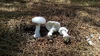 Amanita polypyramis image