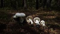 Amanita polypyramis image