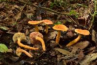 Lactarius volemus image