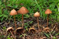 Psilocybe mexicana image