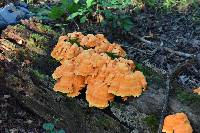 Laetiporus sulphureus image