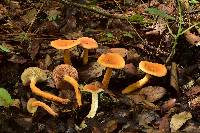 Lactarius volemus image