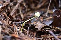 Mycena epipterygia image