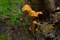 Gymnopilus picreus image