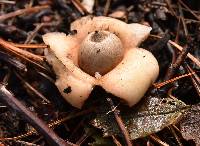 Geastrum saccatum image