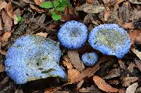 Lactarius indigo image