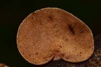 Mycobonia flava image