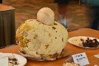 Calvatia gigantea image