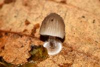 Mycena stylobates image