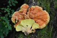 Laetiporus sulphureus image