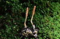 Cordyceps militaris image