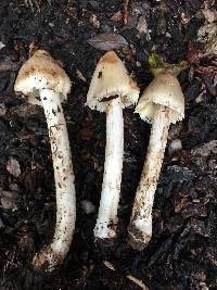 Inocybe sororia image