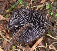 Psilocybe neoxalapensis image