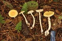 Amanita xylinivolva image