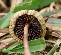 Psilocybe mexicana image