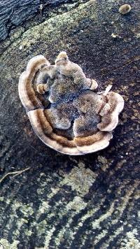 Trametes versicolor image