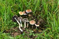 Psilocybe cubensis image