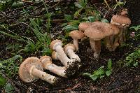 Armillaria solidipes image