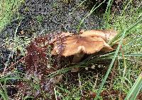 Armillaria mellea image