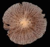 Mycena pura image