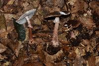 Amanita rubescens image