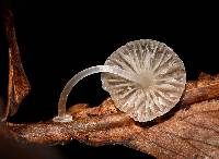 Mycena stylobates image