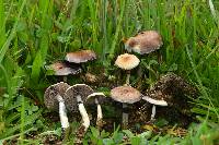 Psilocybe cubensis image