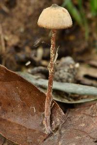 Psilocybe mexicana image