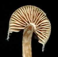 Psilocybe caerulipes image