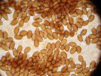 Psilocybe hoogshagenii image