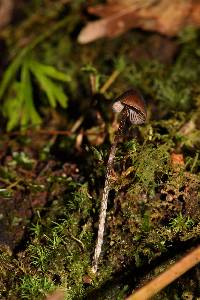 Psilocybe neoxalapensis image