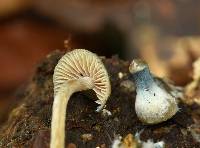 Psilocybe caerulipes image