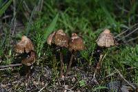 Psilocybe mexicana image