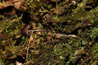 Psilocybe neoxalapensis image