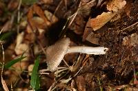 Amanita arocheae image