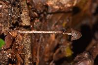 Psilocybe neoxalapensis image