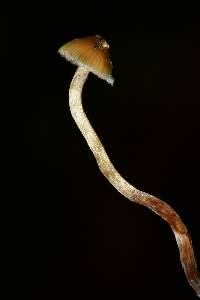 Psilocybe caerulipes image