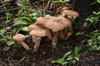 Armillaria solidipes image