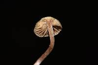 Psilocybe caerulipes image