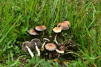 Psilocybe cubensis image