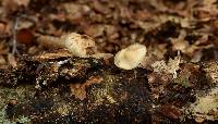 Psilocybe caerulipes image