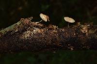 Psilocybe caerulipes image