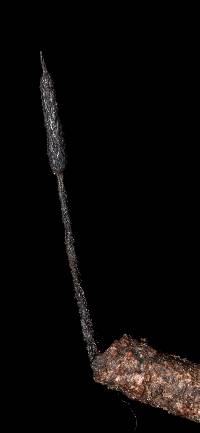 Xylaria apiculata image