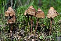 Psilocybe mexicana image