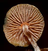 Psilocybe caerulipes image