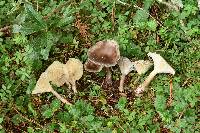 Ampulloclitocybe clavipes image