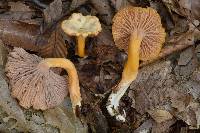 Craterellus tubaeformis image