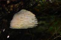 Hericium erinaceus image