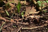 Tubaria furfuracea image