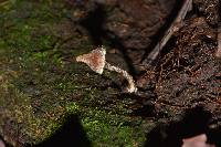 Cortinarius acutus image